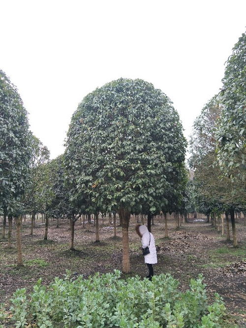 貴州八月桂苗木種植基地 批發(fā)價直銷，打造芬芳園林