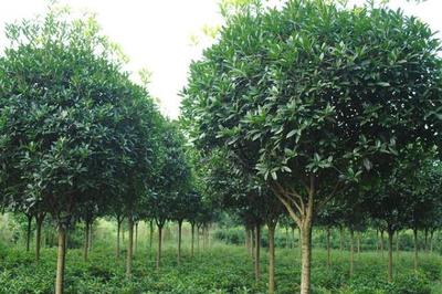 高價值樹木種植指南 選擇、策略與市場前景